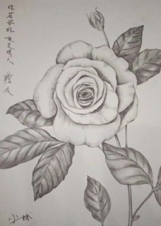 素描·玫瑰花