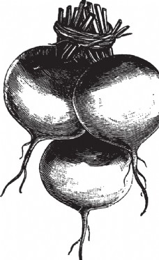 豌豆素描手绘蔬菜