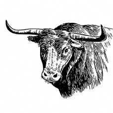 其他生物牦牛插画