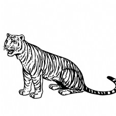 老虎绘画图案