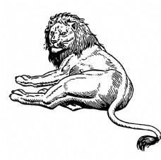 野生狮子绘画