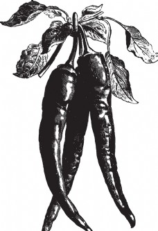 豌豆素描手绘蔬菜