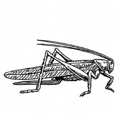 昆虫绘画图案