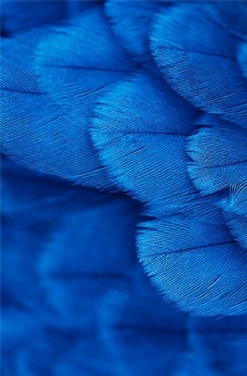 七彩羽毛图片免费下载,七彩羽毛设计素材大全,七彩羽毛模板下载,七彩