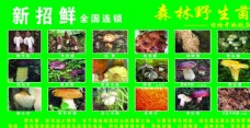 野生菌猴头菇鸡枞菌