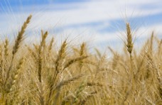 小麦成熟的麦子