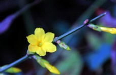 迎春花 黄色花 植物 背景 虚