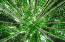 竹林壁纸图片免费下载 竹林壁纸设计素材大全 竹林壁纸模板下载 竹林壁纸图库 图行天下素材网