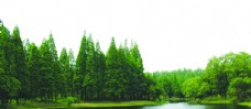 树木池塘与树林