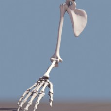 人体模型人体骨骼模型效果图