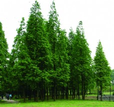 木材树林
