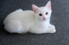 宠物狗白猫英短