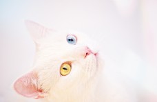 小麦唯美白猫