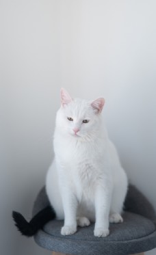 宠物医院白猫