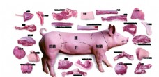 养猪场猪肉分布