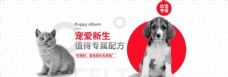 宠物狗简约时尚幼猫幼犬宠物粮食海报