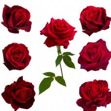 玫红色玫瑰红色玫瑰花