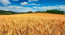 大自然小麦