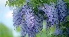 紫色花朵植物背景