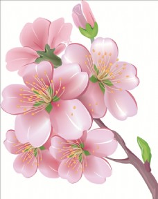 桃花花朵矢量图