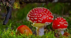 其他生物漂亮的有毒蘑菇