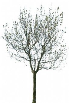 草图大师模型树木植物贴图