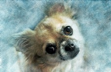 家犬狗水彩画
