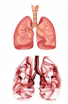 肺部器官图 人体器官 创意肺部