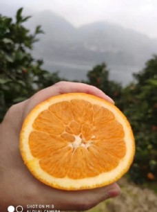 水果节奉节脐橙水果橙