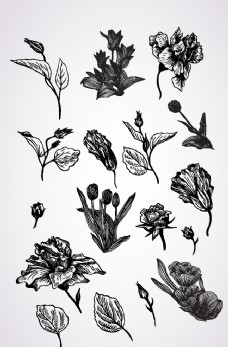 黑白花卉花朵