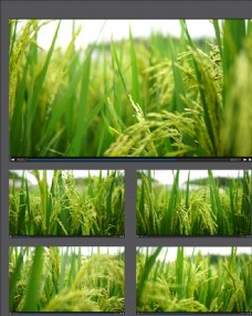 水稻种植稻穗视频拍摄素材