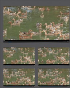 湖中戏水的一群鸭子视频素材