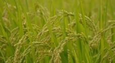 其他生物水稻