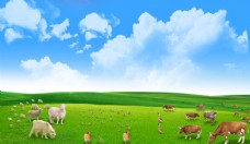 绿背景蓝天白云草地牛羊