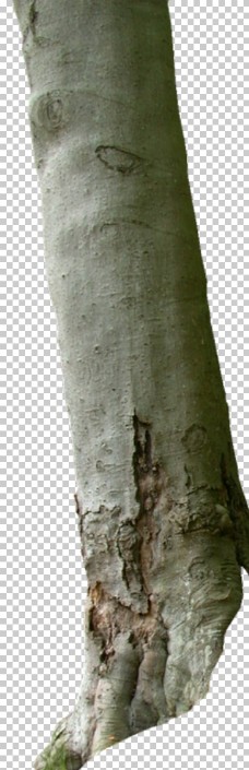树 树木 木桩 木板 树根 树