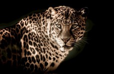 豹子野生动物豹纹光线