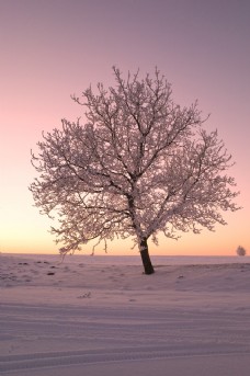 冬天冬日里冰封的树木