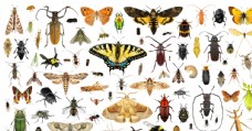 黄金龟100种蝴蝶甲虫等昆虫高清图分