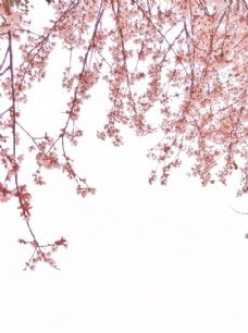 樱桃园紫叶李叶子春天树叶粉色