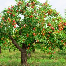 展板苹果树
