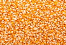 小麦玉米粒