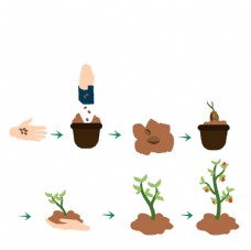种植植物过程