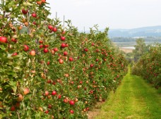 有机水果苹果园
