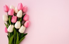 白色花免费高清粉色白色郁金香花束