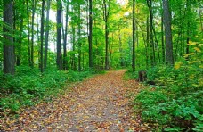 绿色叶子森林路路径平静自然