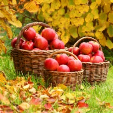 樱桃展架苹果
