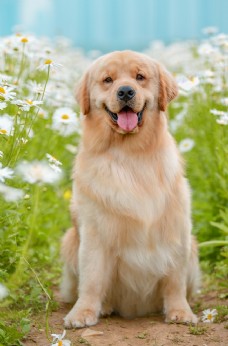 宠物狗可爱的金毛犬