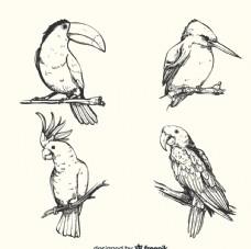 4款手绘 鸟类设计