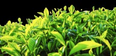 大自然嫩绿的茶叶从