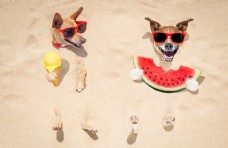 宠物狗沙滩晒太阳狗狗